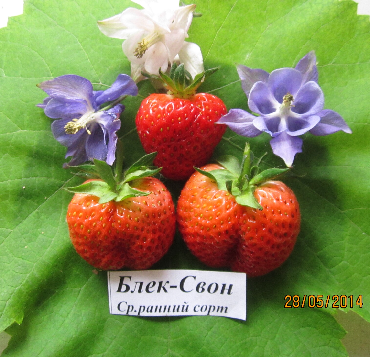 Клубника (ранние сорта), 1 саж.